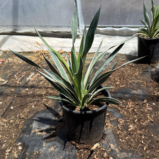 Spanish Dagger | Yucca gloriosa