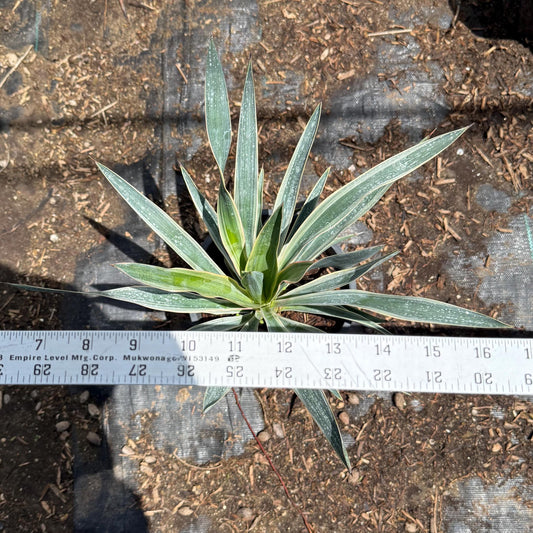 Spanish Dagger | Yucca gloriosa