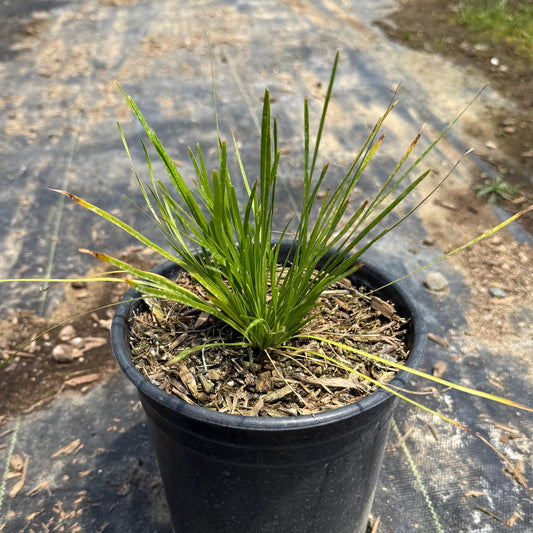 1gal Lomandra 'Shorty' | 'Shorty' Mat Rush | Lomandra confertifolia 'Shorty'