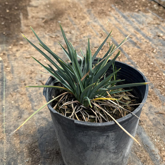 1gal Blue Flax Lily | Dianella caerulea