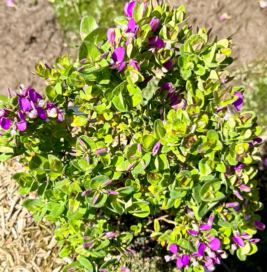 5gal Sweet Pea Shrub | Polygala fruticosa 'Petite Butterfly'