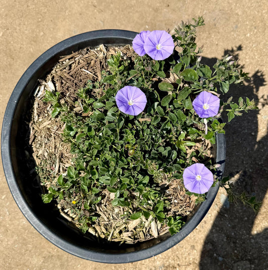 5gal Blue Rock Bindweed | Convolvulus sabatius