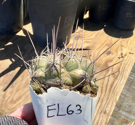 Thelocactus hexaedrophorus EL63