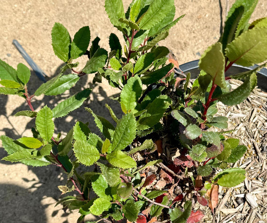 5gal Toyon Christmas Berry | Heteromeles arbutifolia