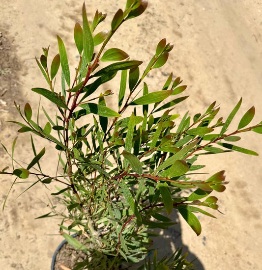 5gal Acacia Longifolia | Golden Wattle