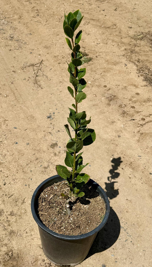 5gal Bay Laurel | Laurus nobilis