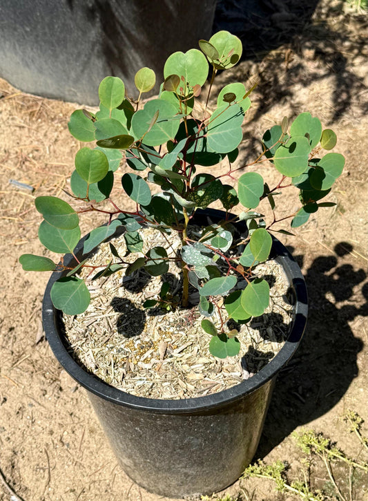 5gal Red Box Gum | Eucalyptus polyanthemos