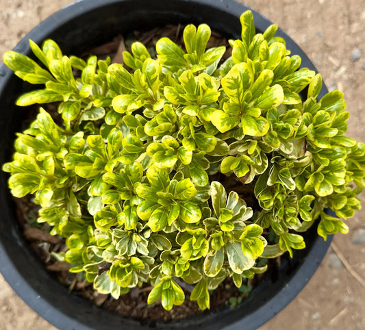 5gal Cream De Mint™ Dwarf Pittosporum | Pittosporum tobira 'Shima'