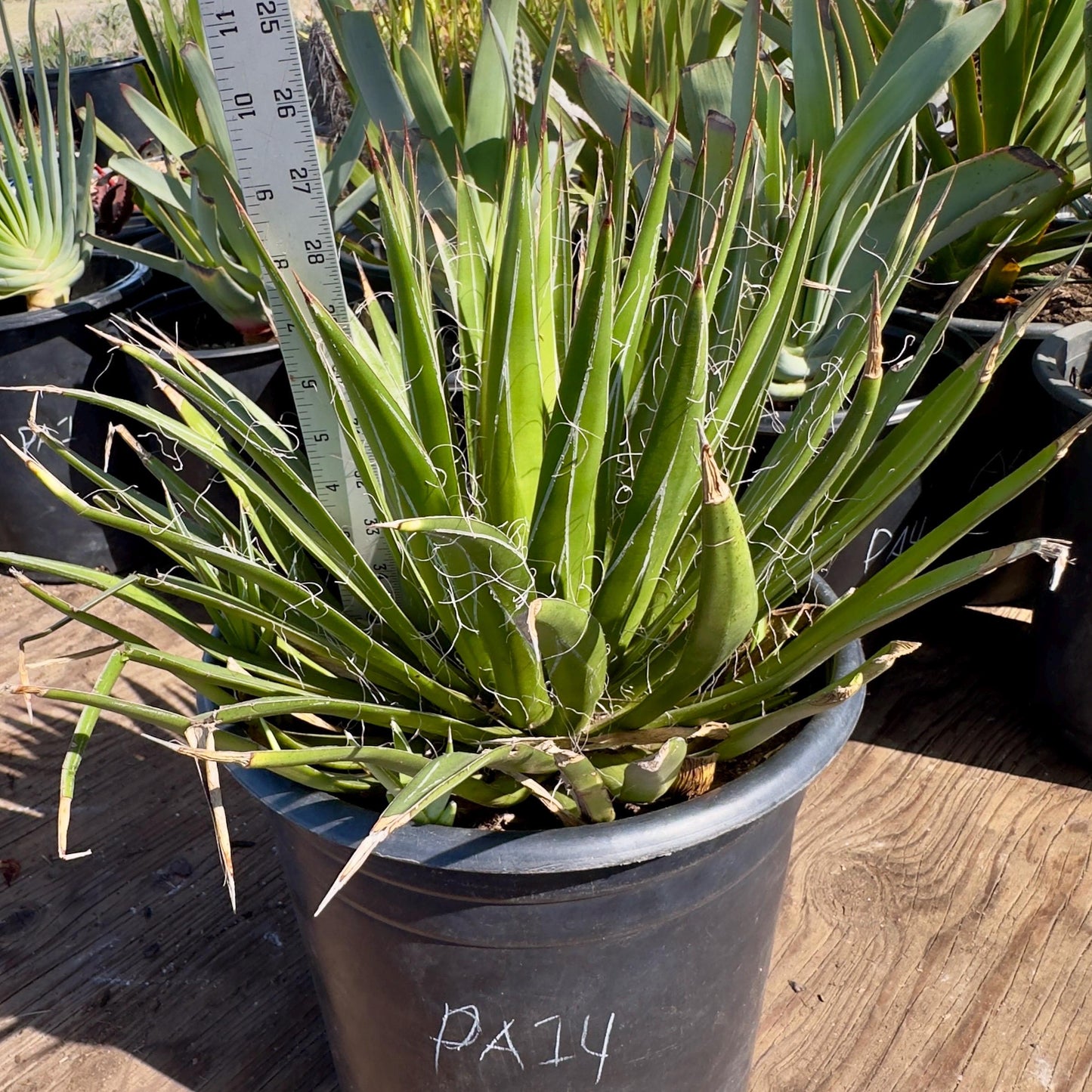 Thread Agave (PA14) | Agave filifera