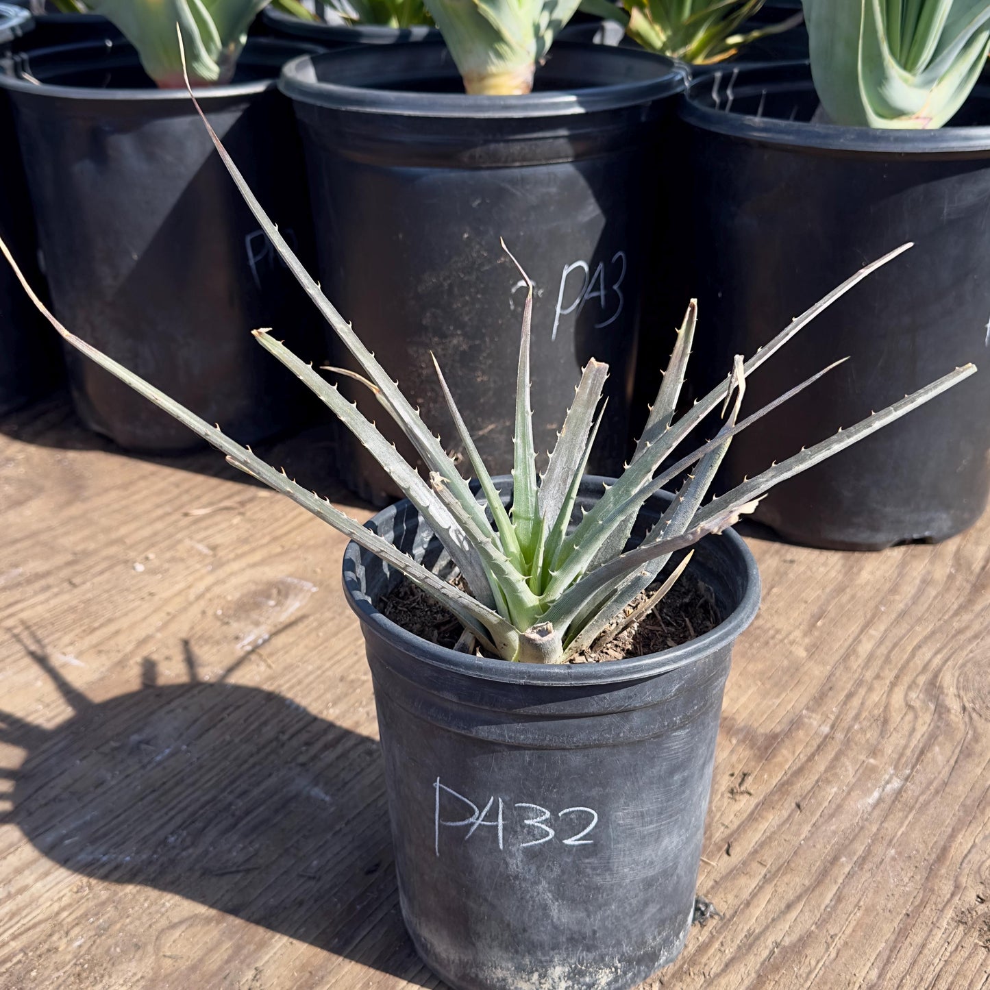 Large Dyckia (PA32)