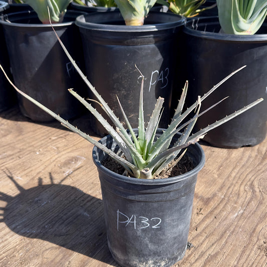 Large Dyckia (PA32)