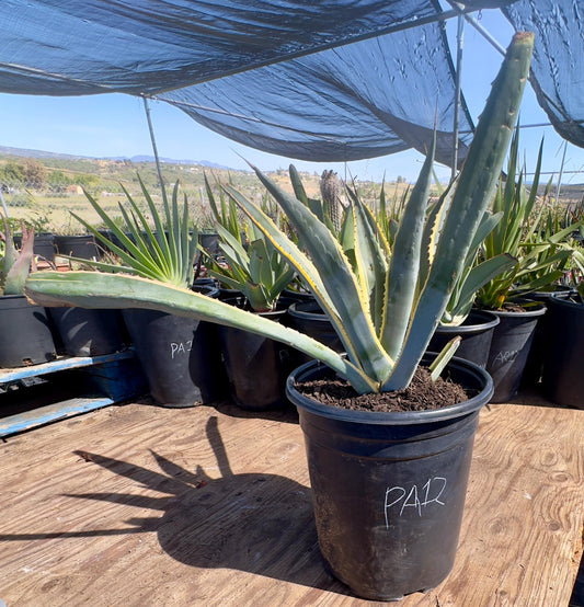 Variegated Century Plant PA12 | Agave americana variegata