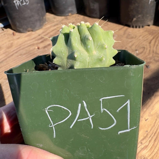 Glaucous Barrel Cactus (PA51) | Ferocactus glaucescens inermis