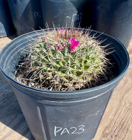 Mammillaria melanocentra PA23