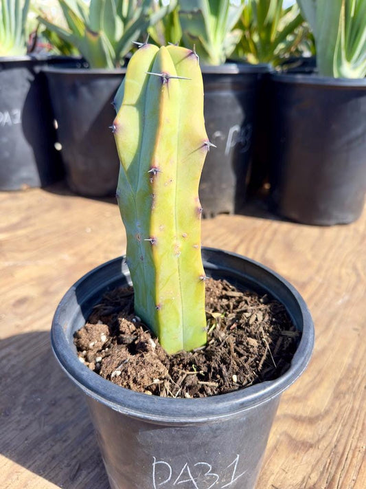 Myrtillocactus geometrizans PA31