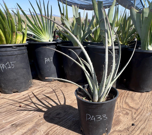 Silver Dyckia PA33