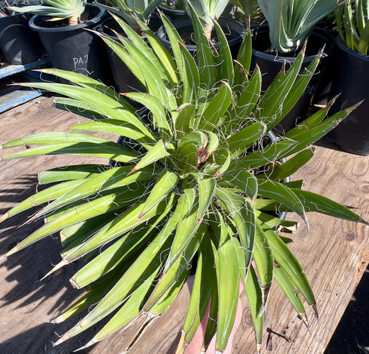 Thread Agave PA15 | Agave filifera
