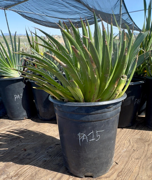 Thread Agave PA15 | Agave filifera