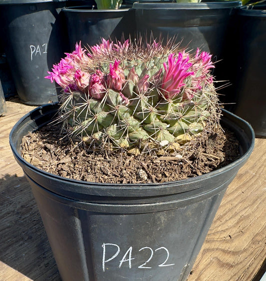 Mammillaria melanocentra PA22