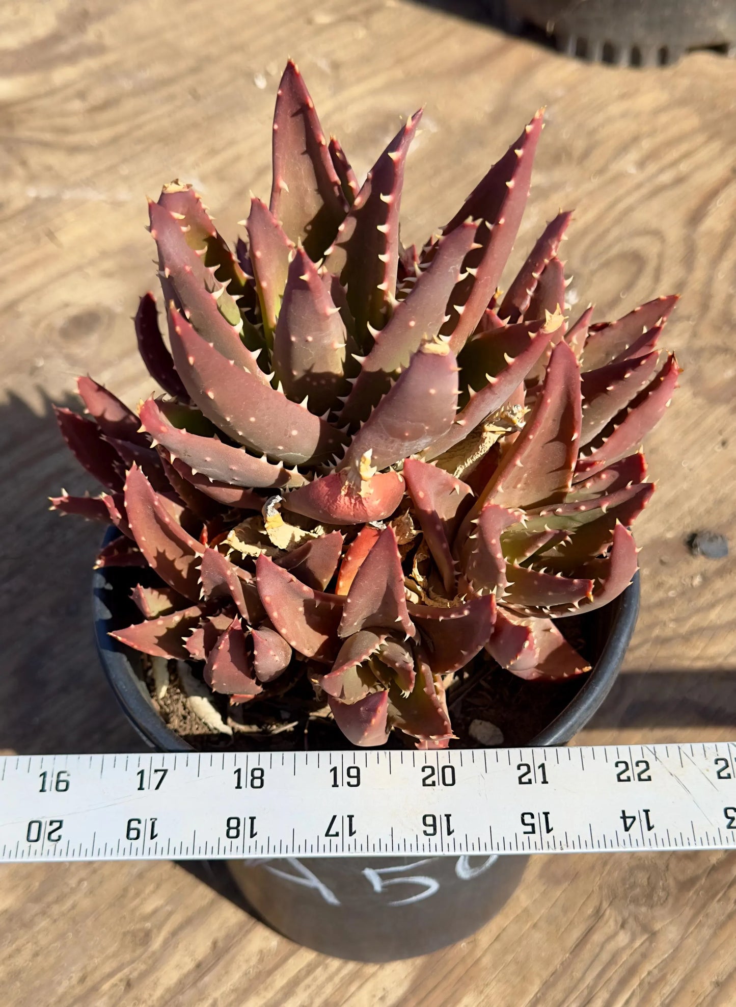 Aloe nobilis - A50