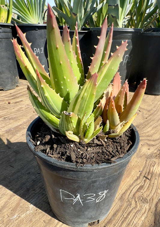 Golden Toothed Aloe PA38 | Variegated Aloe Nobilis