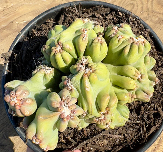 Cereus forbesii monstrose ‘Ming Thing’  PA47