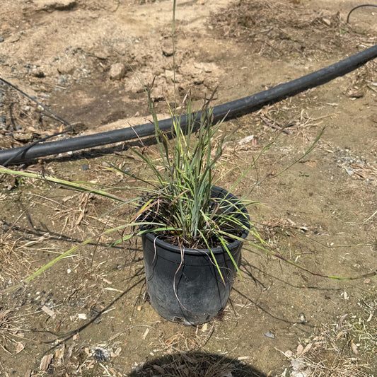 1gal Lemongrass | Cymbopogon citratus