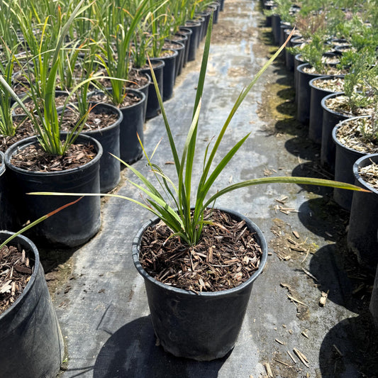 1gal Basket Grass | Spiny-head Mat-Rush | Lomandra longifolia