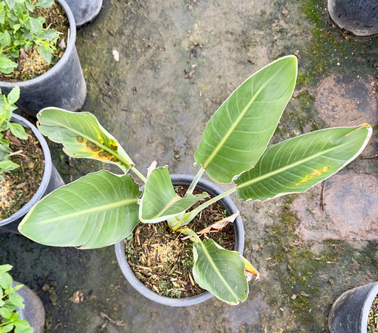 5gal Orange Bird of Paradise | Strelitzia reginae