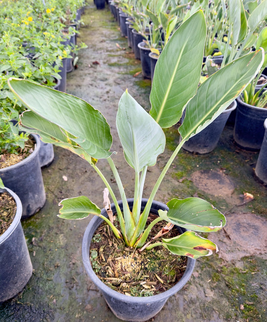 5gal Orange Bird of Paradise | Strelitzia reginae