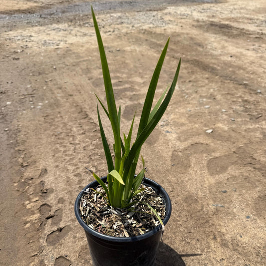 1gal Fortnight Lily | African Iris | Dietes iridioides