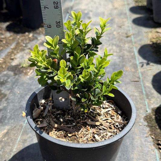 1gal Japanese Boxwood | Buxus microphylla var. japonica