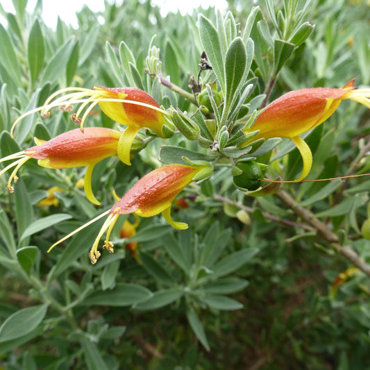 1gal Emu Bush | Eremophila glabra