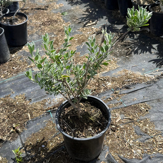 1gal Emu Bush | Eremophila glabra