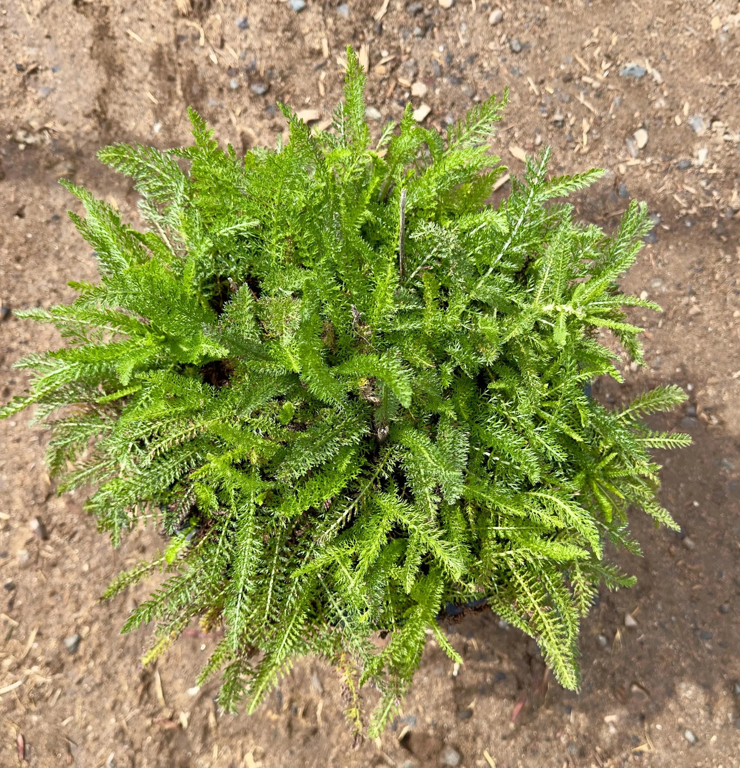 5gal Yellow Yarrow | Achillea millefolium