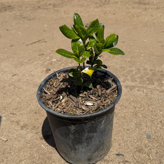 1gal Japanese Cheesewood | Pittosporum tobira