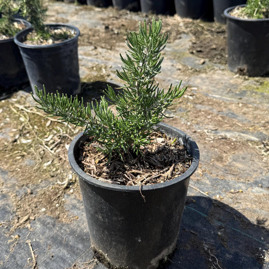 1gal Rosemary | Rosmarinus officinalis
