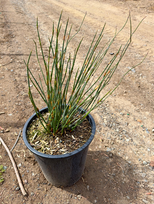 5gal Elegia tectorum | Cape Thatching Reed