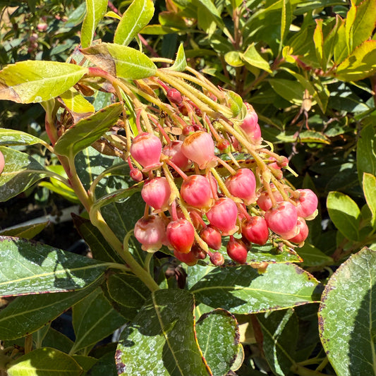 1gal Killarney Strawberry Tree | Arbutus unedo