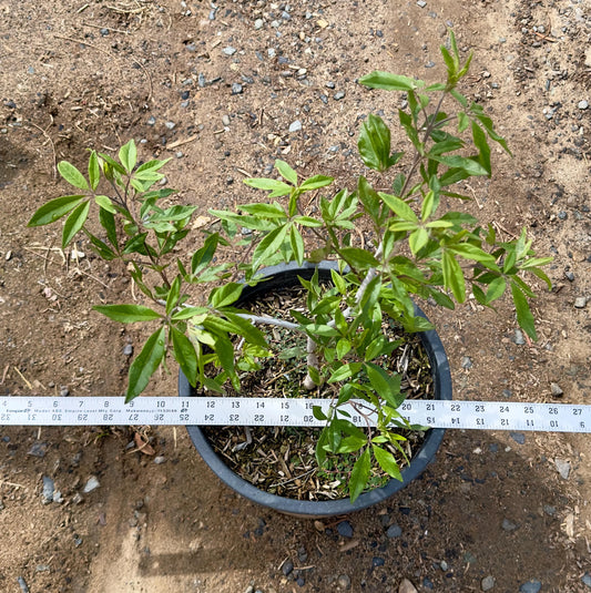 5gal Chaste Tree | Vitus agnus caste