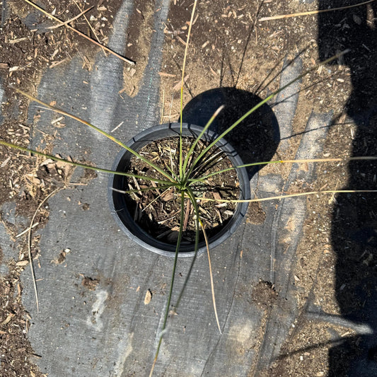 1gal Mexican Grass Tree | Dasylirion longissimum