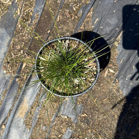 1gal Sheep Fescue | Festuca ovina