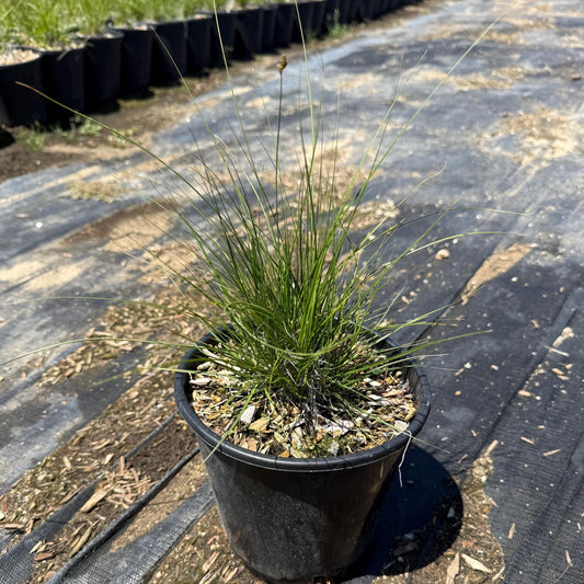 1gal Sheep Fescue | Festuca ovina