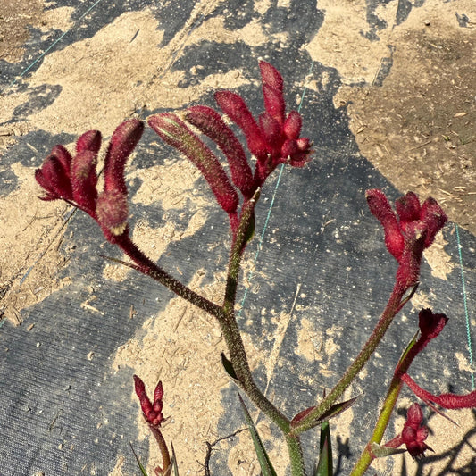 1gal Red Kangaroo Paw | Anigozanthos ‘Big Red’