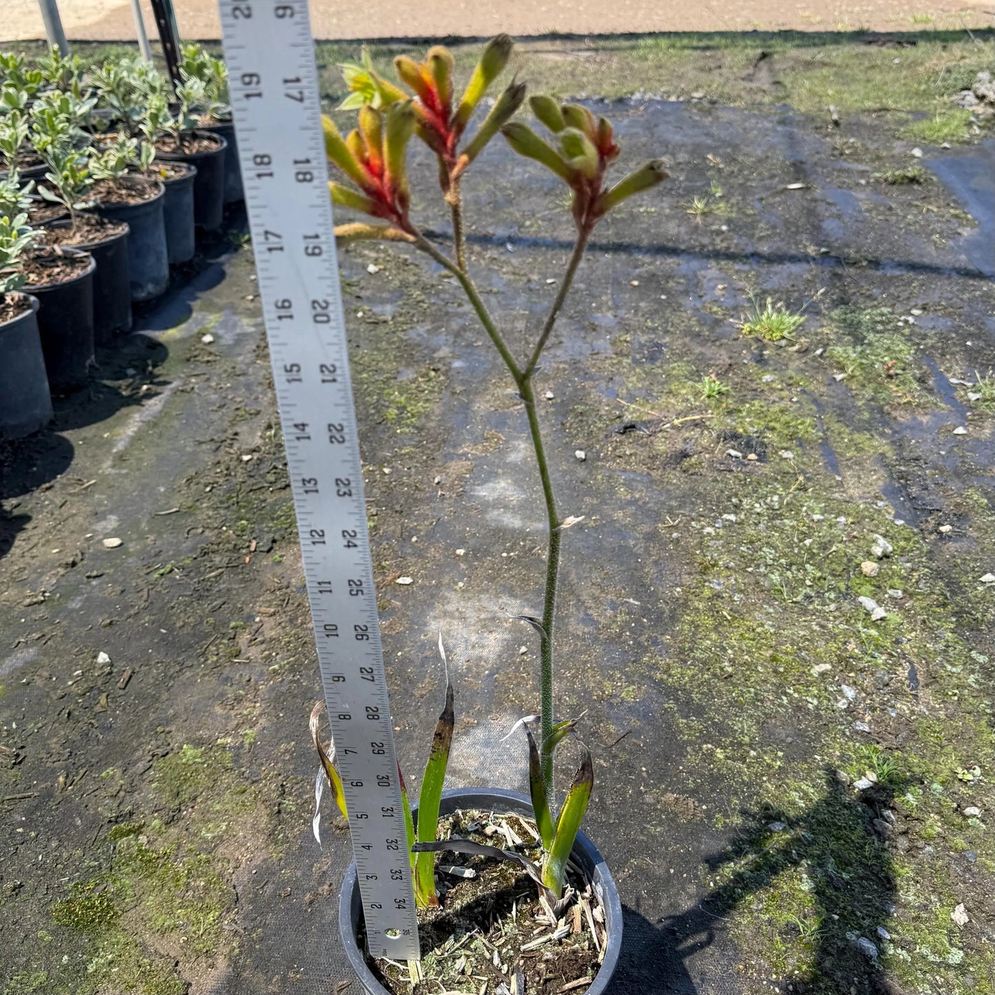 1gal Yellow Kangaroo Paw | Anigozanthos ‘Yellow Gem'