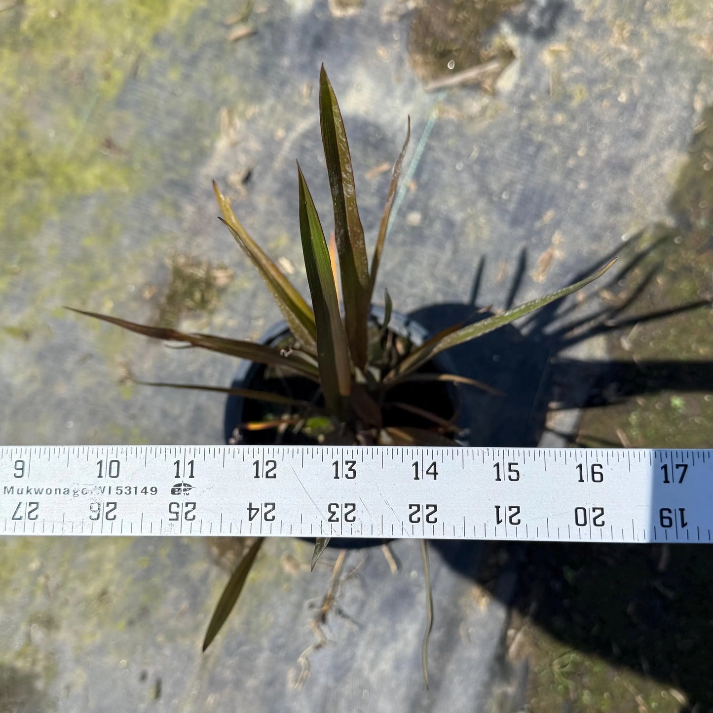 1gal New Zealand Flax | Phormium tenax