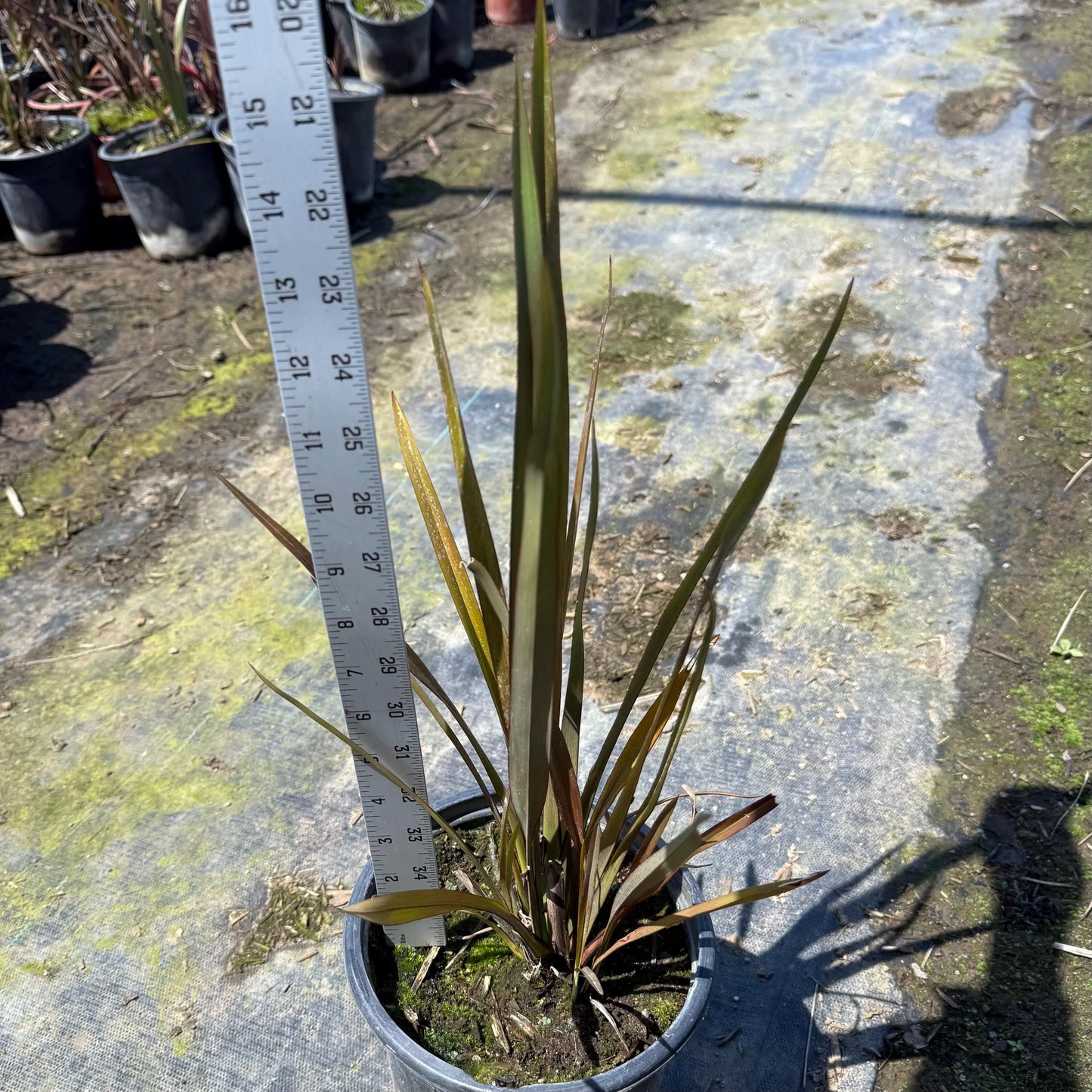 1gal New Zealand Flax | Phormium tenax