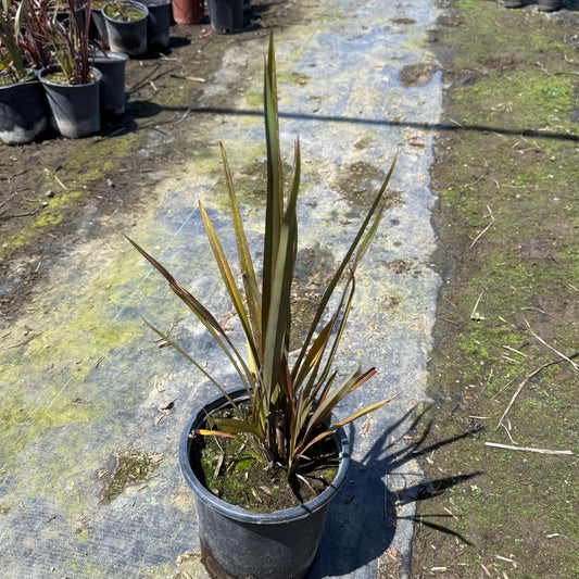 1gal New Zealand Flax | Phormium tenax