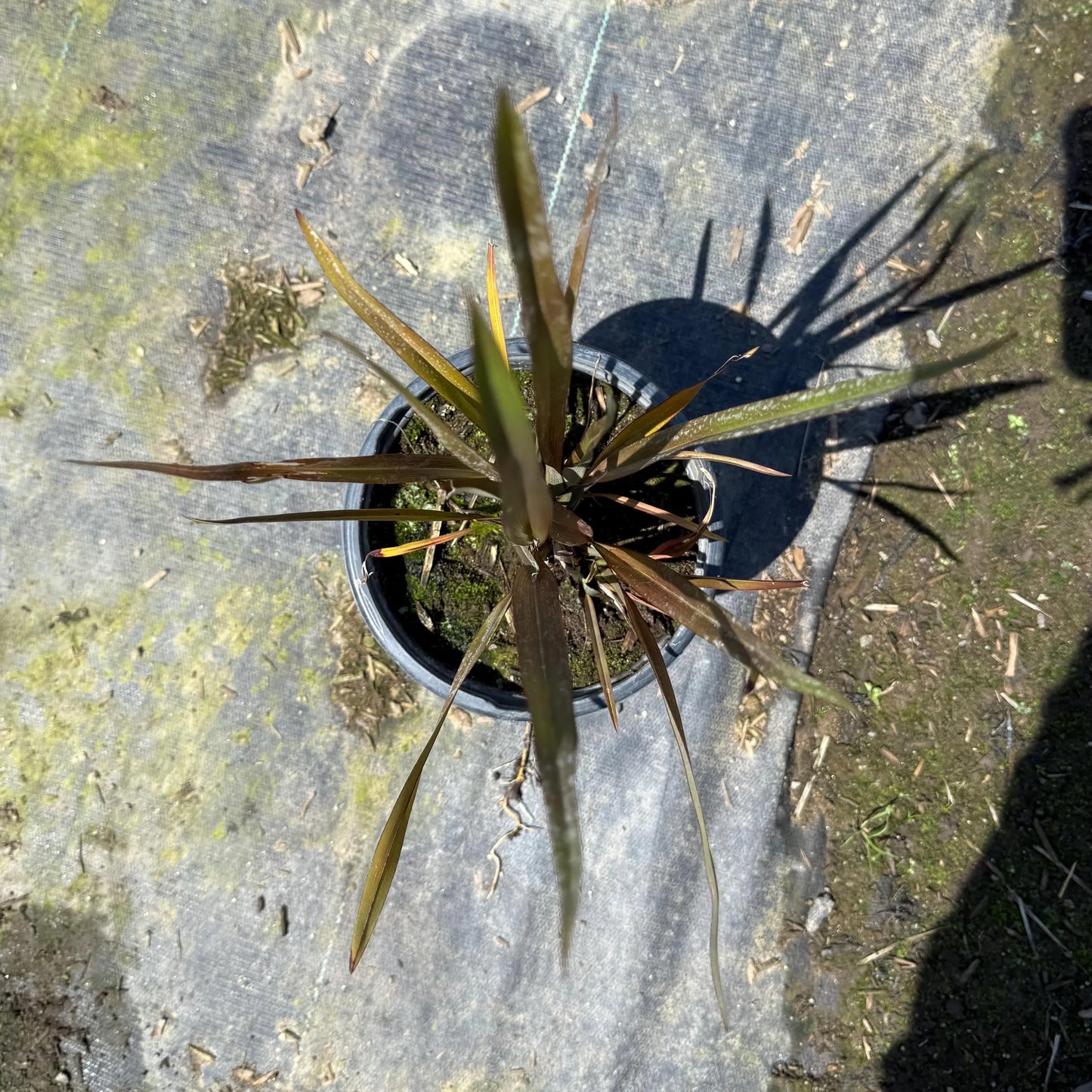 1gal New Zealand Flax | Phormium tenax