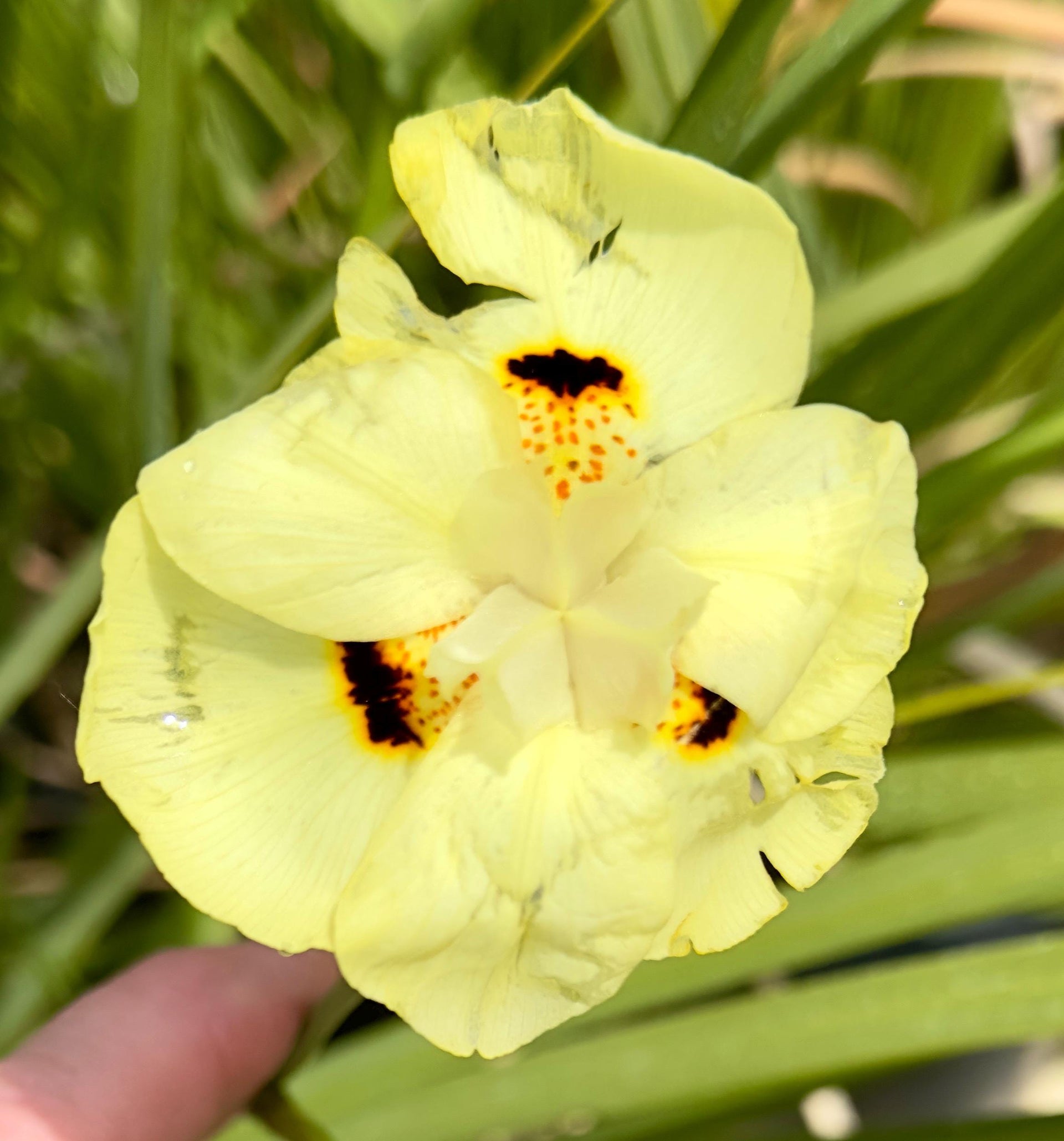 5gal African Iris